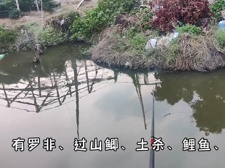 山猫野钓战记 解锁新鱼种甲鱼 海沧鸿江小钓#原来钓鱼才是抖音运动顶流 #钓鱼 #2023dou来钓鱼 #爱生活爱钓鱼 #甲鱼