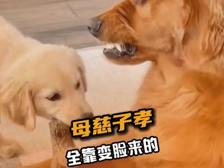 狗妈就这样装得若无其事#狗狗 #搞笑 #万万没想到