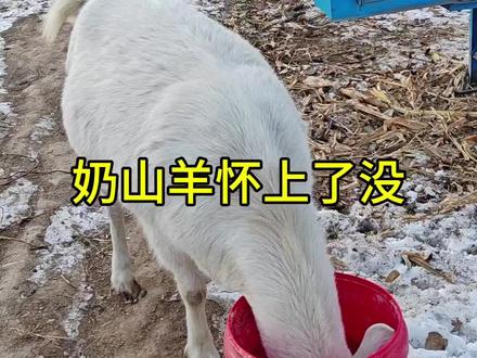这只奶山羊怀上了没?放羊大爷每天专门给它贴点精料,看来是有盼#新农人计划2025 #乡村生活家 #养羊人