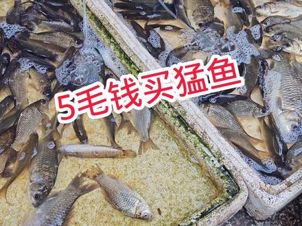 5毛钱能不能买到巨型大口鲶鱼,鲶鱼生吞了什么肚子要爆开