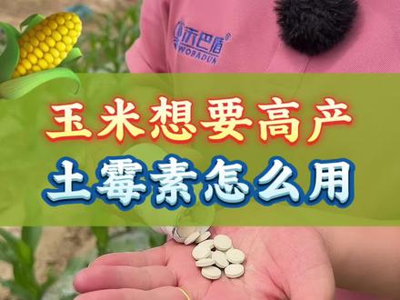 玉米种植 玉米想要高产,土霉素怎么使用#三农 #农业种植 #玉米种植 #玉米高产 #玉米