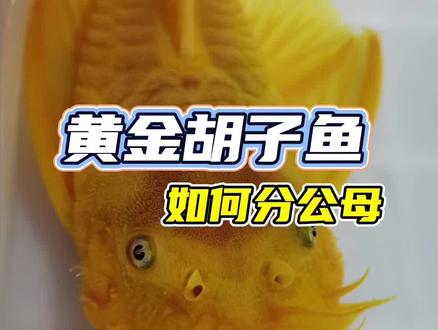 黄金胡子鱼如何分公母 #孔雀鱼 #观赏鱼 #集结吧光合创作者 #养鱼人 #养鱼日常 #鱼儿自由自在的水中 #水族 #鱼🐠 #鱼儿水中游 #鱼缸里的大自然 #神奇动物在抖音 #爱上鱼 #鱼🐟 #观赏鱼世界