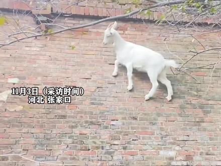 11月3日(采访时间)河北 张家口,为了吃口新鲜树叶 山羊飞檐走壁,行走在墙上 如履平地,不愧是动物界的“#攀岩大师 ”。#山羊 #爬墙吃草 #飞檐走壁#美丽乡村新风貌 @、ZGG
