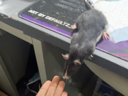 花枝鼠咬人事件,其实是馋的分不清了#花枝鼠#花枝鼠咬人#馋鬼