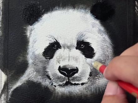 猫熊怎么画?熊猫绘画教程来啦! #画画 #一学就会系列 #跟着抖音学画画 #gaf上海插画艺术节 #抖音插画大赛 本来爱吃肉,被逼吃素的吃货界天花板!熊猫怎么画?一学就会的教程来啦!试试看呀!分分钟搞定一只猫熊!重点:熊猫不是猫!是熊!所以我的真名叫猫熊!
冷知识:
1. 六指琴魔?熊猫的“拇指”其实是增生腕骨!纯天然“筷子支架”,握竹子稳如老司机把方向盘。
2. 吃货的忧伤:顿顿啃竹子,但肠胃却是肉食动物配置!消化率低到流泪,于是每天狂炫12小时,产出10公斤“青团”…(肥料界顶流认证)
3. 反向育儿:熊猫幼崽出生像粉红小老鼠,体重≈妈妈1/900!还没一杯奶茶重,全靠猛喝奶速成“黑马甲”。
4. 墨镜社交:黑眼圈可能不是卖萌,而是恐吓敌人+辨认同类——毕竟在熊猫眼里,彼此都是“穿貂戴墨镜的靓仔”。
结论:熊猫,一种靠作弊手指吃素、用便便施肥、把崽养成手办的腹黑黑白艺术家🐼