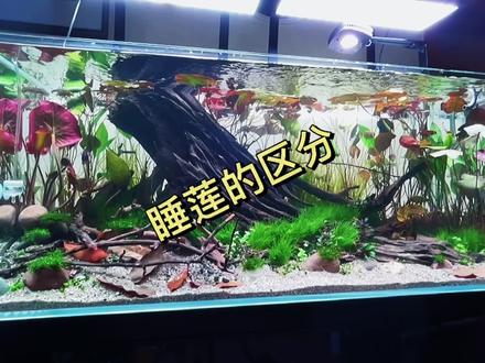 可可爱爱小睡莲#鱼缸 #草缸