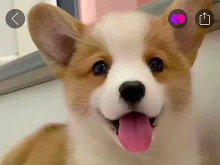 #柯基小短腿 拼多多上买的柯基,大家帮我看一下😂#拼多多