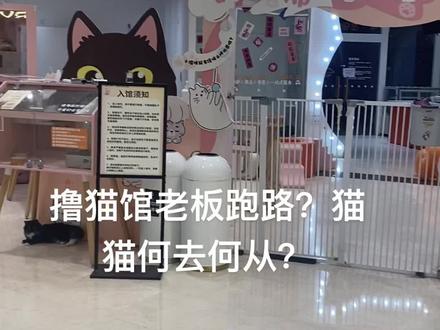 撸猫馆倒闭了 #暗中观察 #萌宠 #撸猫馆 #猫咖