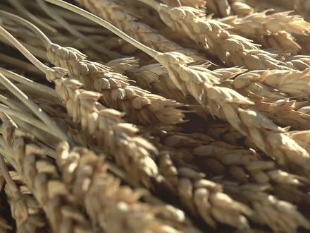 小麦到面粉的过程#小麦的一生