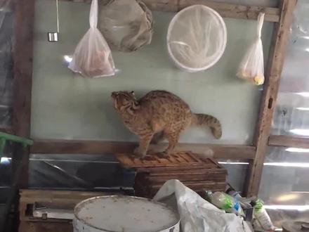 带你认识11种猫科动物#神奇动物在抖音 #野生动物