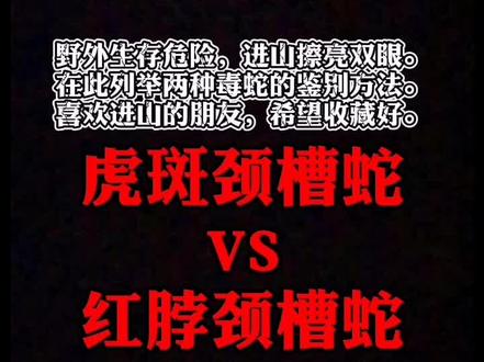 虎斑和红脖两种剧毒蛇的鉴别 #毒蛇 #毒蛇鉴别