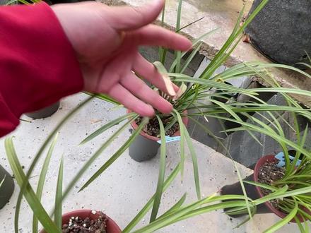 兰花焦尖不一定是病,一定分清后再治疗 #养花 #兰花 #兰花焦尖