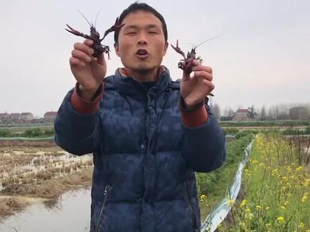 小龙虾产量要想好,龙虾饲料要喂少,多年虾农经验分享