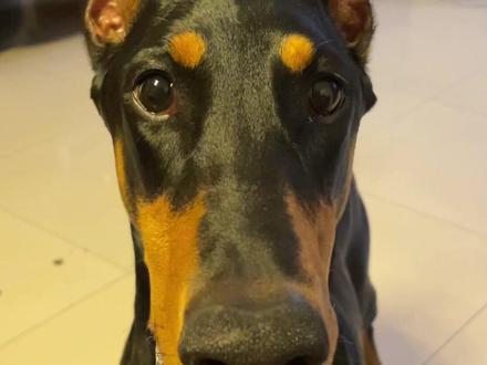 给ee们看看杜宾的两幅面孔#杜宾 #护卫犬 #傻狗的日常