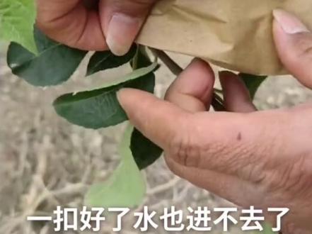 苹果(梨)桃套袋示范#果树管理 #果树种植 #树本农林