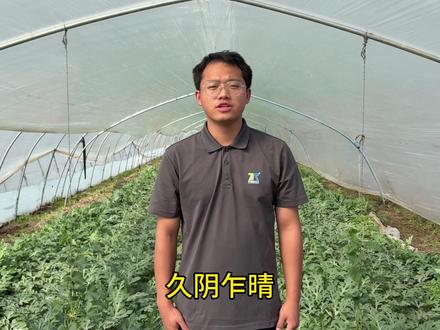 久阴乍晴,你的西瓜还好吗??? #西瓜 #郑氏兴农 #西瓜知识 #农业人 #农业种植技术