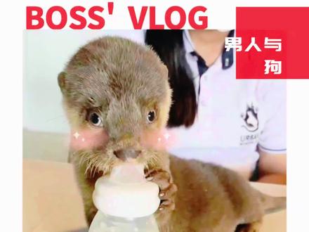 #男人与狗 或者你有没有想过养一只#水獭 🦦❓@DOU+小助手#抖in萌宠计划#神奇动物在抖音 #养宠知识
