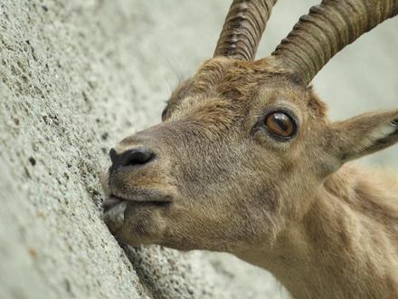第一集 | 羱羊幼崽攀岩取得了成功,在生存能力上具有重大突破 #动物世界 #羱羊