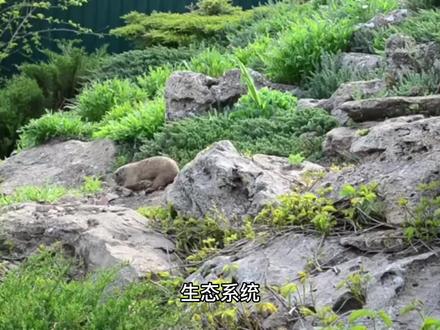 生态系统的组成