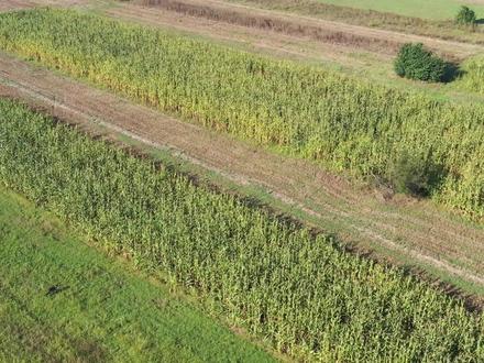 黑狼被众多牧羊犬围困,同伴铤而走险营救,制造混乱助其突出重围#牧羊犬 #狼群战术 #红红火火三分钟 #黑狼