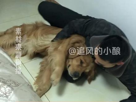 教狗认东西翻车现场,猫都看傻了 人类酒后迷惑行为:逼狗开口说话#金毛 #狗狗 #搞笑 #人类酒后迷惑行为 #娱乐