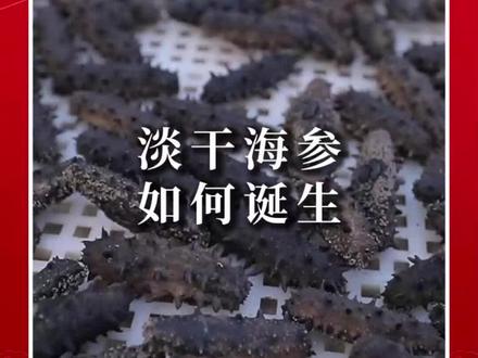 带大家见识一下淡干海参的整个制作过程!#海参先生 #海参 #大连辽刺参 #淡干海参