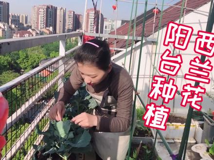 阳台也能种出西兰花,开花时节包一下,施对肥勤浇水
