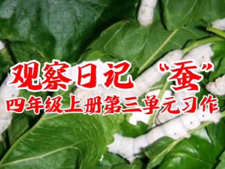 四年级上册第三单元习作,观察日记—“蚕”。 #蚕宝宝成长记 #观察日记 #蚕丝 #小学生写作文