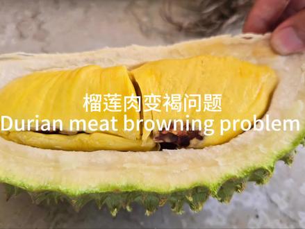 榴莲肉生理问题