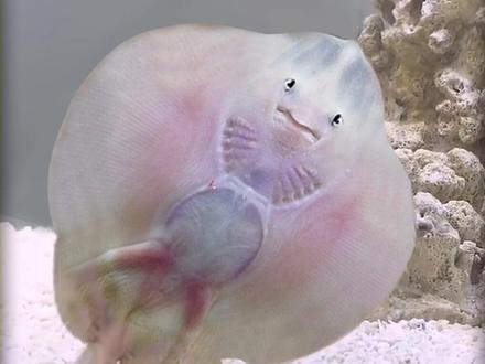 沉浸式养黄貂鱼,花2年养两条尾巴有毒的刺鳐鱼,怎么像养了条狗 #海洋生物 #黄貂鱼 #鳐鱼 #海鱼 #水族馆