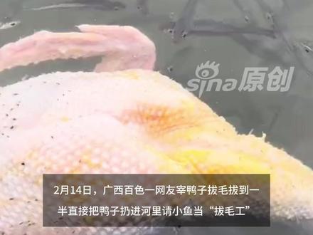 广西人杀鸭子有多省事?鸭毛拔一半扔河里让小鱼帮“收尾”片刻间鸭子被啃得干干净净 更多视频资讯关注@新浪新闻 #广西人拔鸭毛让鱼来干