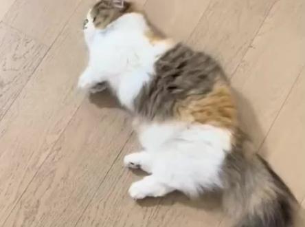 为什么猫咪一见到你就躺下打滚?#猫咪 #萌宠 #记录猫咪日常 #养猫小知识