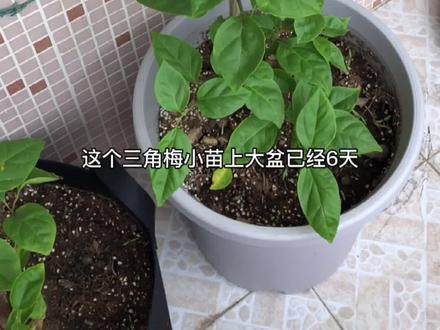 #三角梅棒棒糖 小苗养成记录3