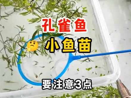 孔雀鱼生了100多条小鱼苗,怎么养才好?注意这3点就行了 #养鱼日记 #孔雀鱼 #观赏鱼 #水族 #养鱼 #热带鱼 #孔雀鱼生产 #热带观赏鱼 #孔雀鱼繁殖