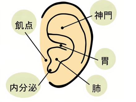 宽耳轮表示什么,窄耳轮表示什么,看耳朵能看出一个人的性格吗?#传承中医文化 #耳穴望诊#耳穴#耳穴堂 #神奇的耳朵