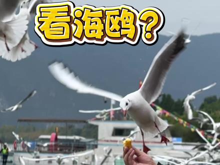 大坝怎么去? 看这里! 省流又省心!!#昆明#海埂大坝#海鸥