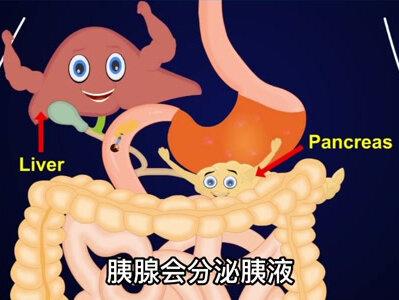 科普小知识:人类的消化系统 #科普 #知识 #动画