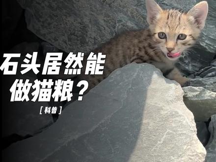 石头居然能做猫粮? #石头猫粮 #毒猫粮 #石头粉猫粮 #猫粮 #宠物食品 #猫粮评测