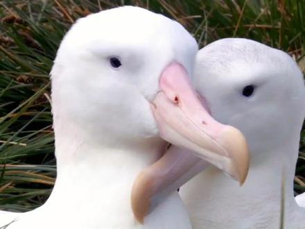 #动物 #信天翁 信天翁一生漂泊爱自由