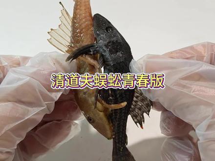 清道夫蜈蚣青春版#清道夫