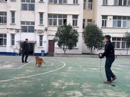 2026年1月1日施行!带你读懂新《治安管理处罚法》 #普法 #养犬 #高空抛物 #校园霸凌零容忍 #噪音扰民