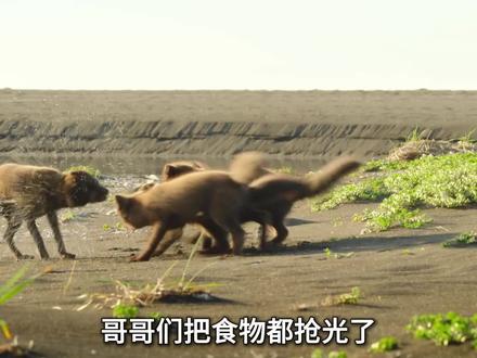 北极狐妹妹:食物都被哥哥们抢光了,不是我不饿,而是我抢不到,#北极狐#动物世界#动物世界看百态人生#第一人称视角 #狐狸