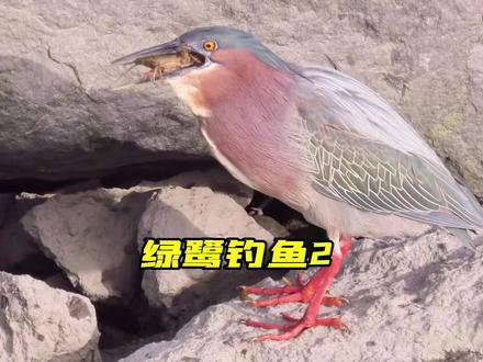 绿鹭用面包屑钓鱼经历磨难,它的执着让人叹为观止!#绿鹭 #绿鹭捕鱼 #绿鹭钓鱼 #钓鱼技巧 #钓鱼