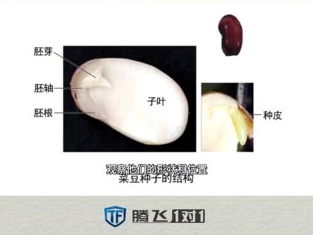 观察种子结构需要注意什么?不同的种子结构有何不同?#初中生物实验 #中考生物