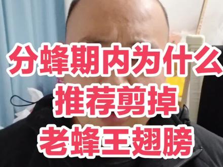 382期:分蜂期内为什么推荐剪掉老蜂王翅膀#养蜂人解说 #中蜂养殖 #农村养蜂人 #中蜂养殖技术讲解 #我是养蜂人