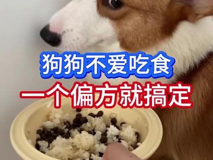 狗狗不爱吃食,一个偏方就搞定#新手养狗 #养狗经验分享 #养狗小知识 #养狗 #萌宠