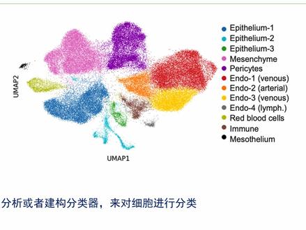 【陈巍学基因】单细胞RNA测序分析图表解读