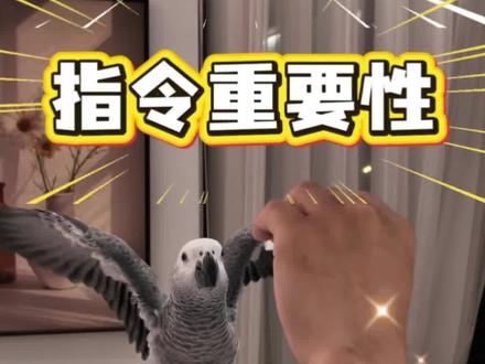 你家的飞机大鹏展翅训练对了吗?这才是合格的大鹏展翅#养鸟经验分享 #灰机鹦鹉 #新手养鸟 #养鸟日常 常