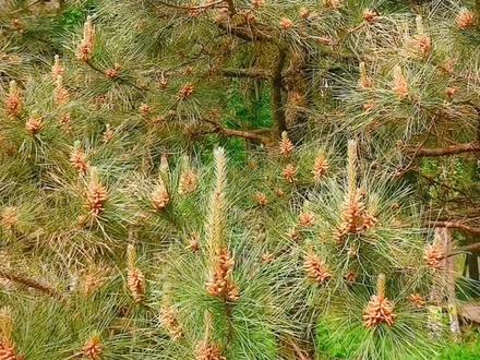 今年传粉,明年受精的油松