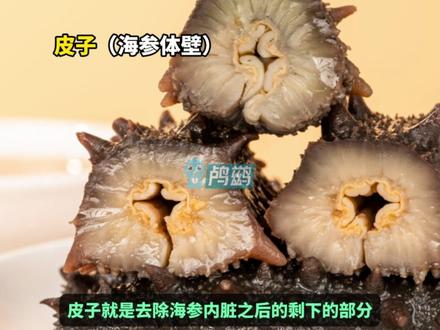 海参主要营养成分到底怎么回事,一支视频看明白#海参 #滋补